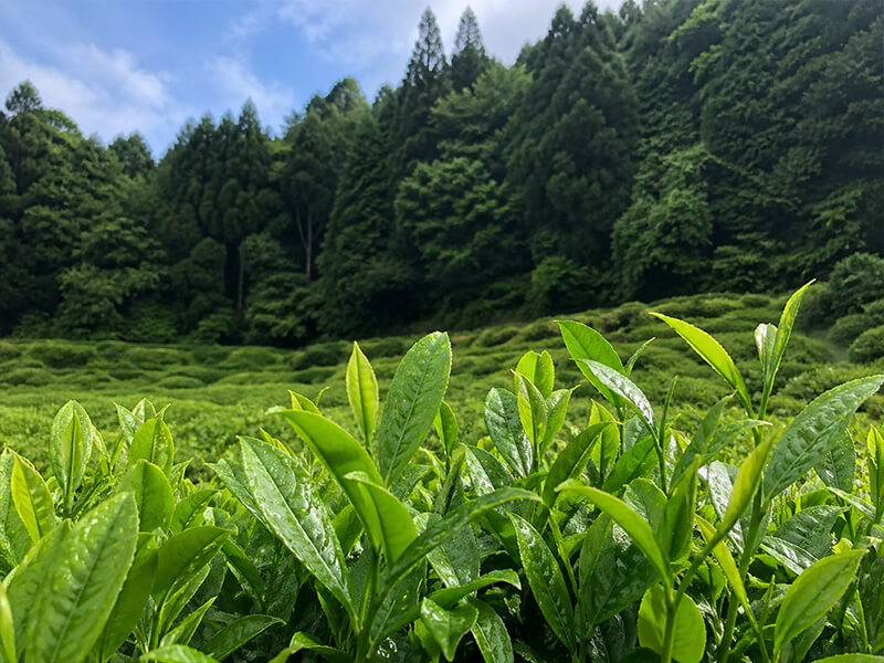 Ecological Isolation