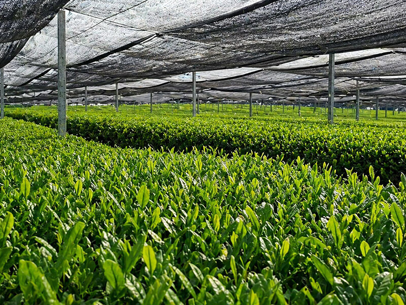 Matcha Factory