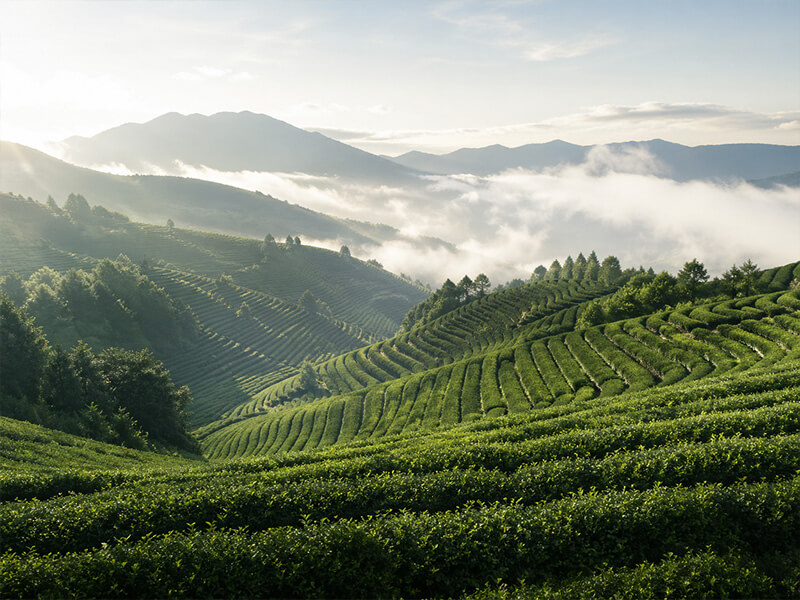 Regenerative Landwirtschaft