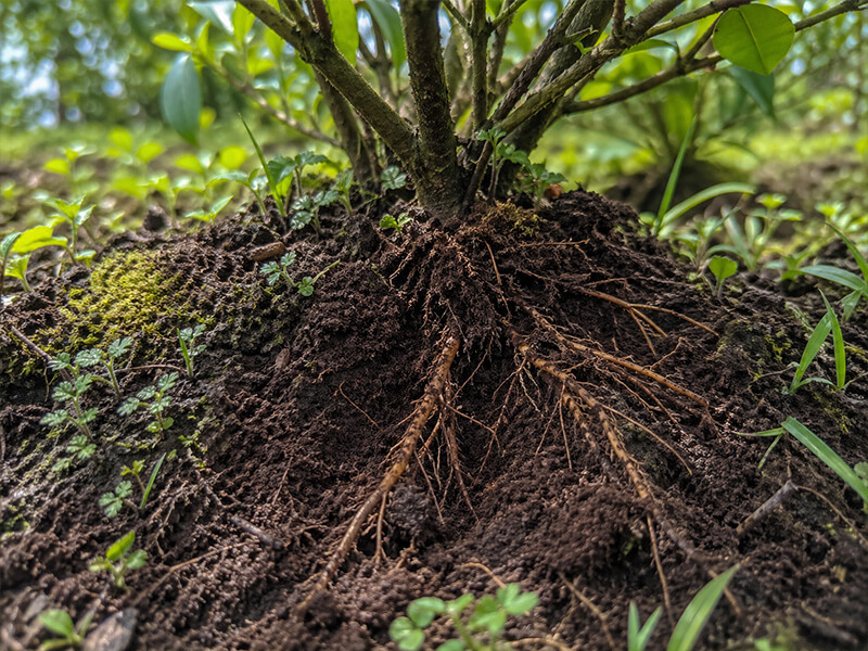 Regenerative Soil Stewardship